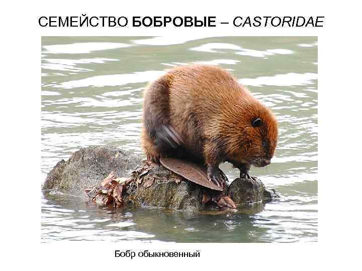 СЕМЕЙСТВО БОБРОВЫЕ – CASTORIDAE Бобр обыкновенный 