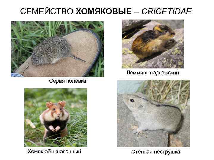 СЕМЕЙСТВО ХОМЯКОВЫЕ – CRICETIDAE Лемминг норвежский Серая полёвка Хомяк обыкновенный Степная пеструшка 