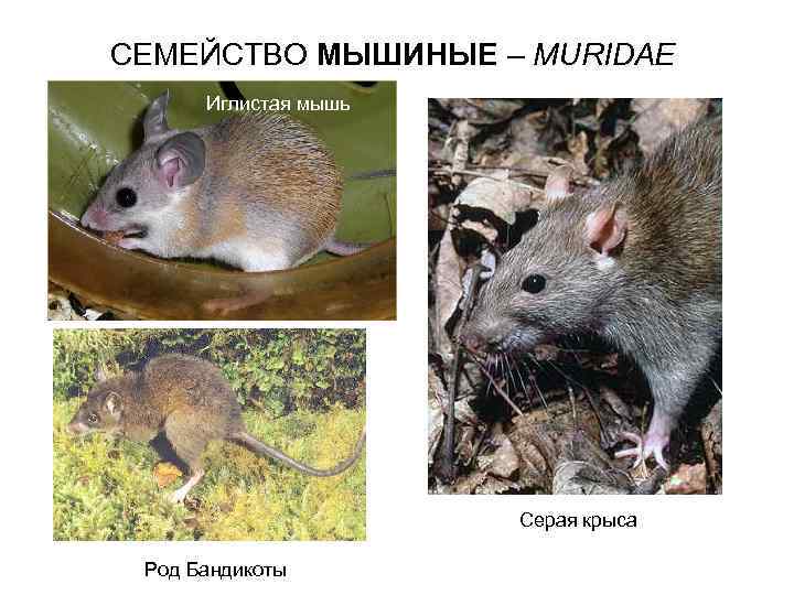 СЕМЕЙСТВО МЫШИНЫЕ – MURIDAE Иглистая мышь Серая крыса Род Бандикоты 