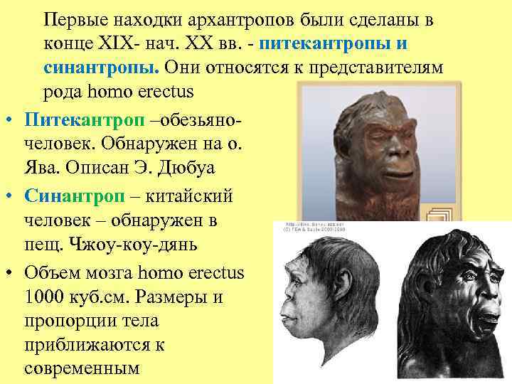 Первые представители рода человек. Архантропы синантроп. Питекантроп синантроп неандерталец. Кроманьонцев неандертальцев синантропов питекантропов. Древнейшие люди питекантроп характеристика.