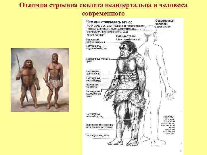 На основании каких признаков можно предположить что неандертальцы в эволюционном плане занимали