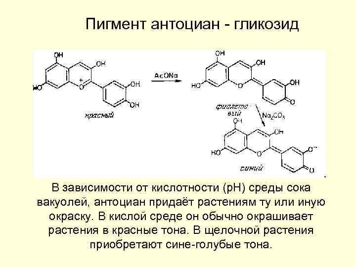 Пигмент антоциан - гликозид В зависимости от кислотности (р. Н) среды сока вакуолей, антоциан