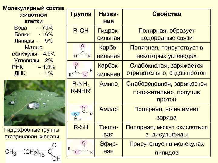 Молекулярный состав животной клетки Вода – 70% Белки - 16% Липиды – 5% Малые