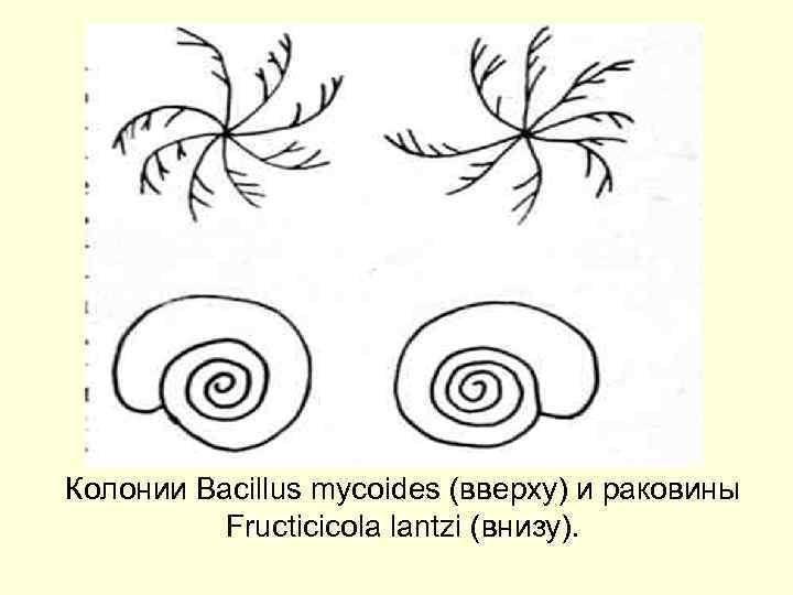 Колонии Bacillus mycoides (вверху) и раковины Fructicicola lantzi (внизу). 