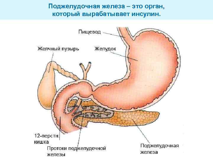 Поджелудочная железа – это орган, который вырабатывает инсулин. 