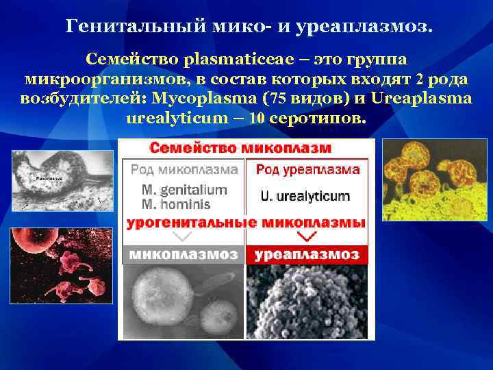 Генитальный мико- и уреаплазмоз. Семейство plasmaticeae – это группа микроорганизмов, в состав которых входят