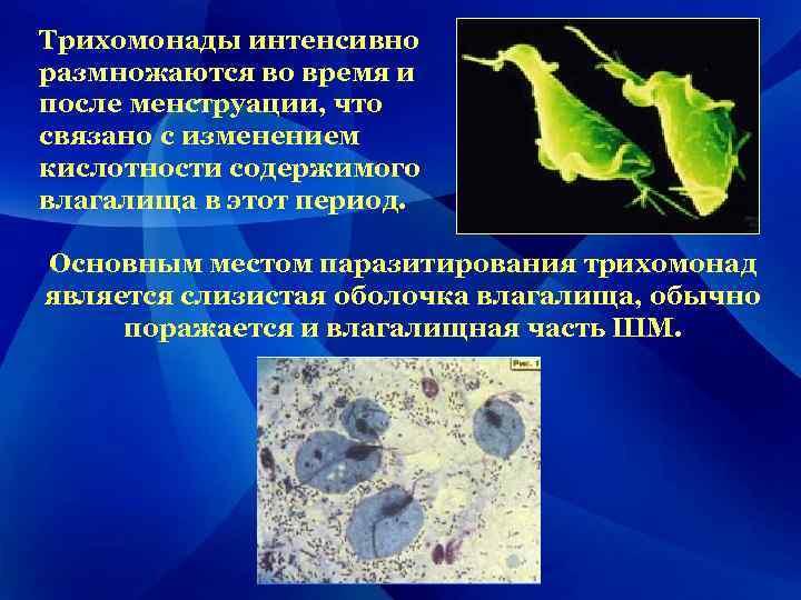 Трихомонады интенсивно размножаются во время и после менструации, что связано с изменением кислотности содержимого