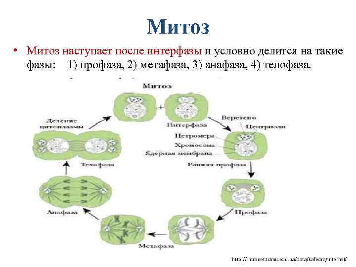 Интерфаза молекулы днк. В митозе деление начинается после интерфазы. Что после интерфазы. Интерфаза митоза. Синтетическая интерфаза схема.