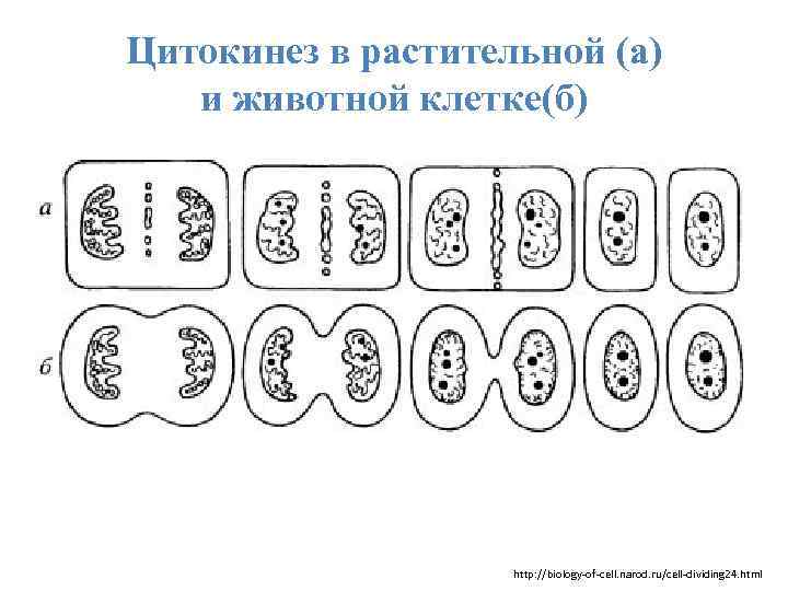 Цитокинез в растительной (а) и животной клетке(б) http: //biology-of-cell. narod. ru/cell-dividing 24. html 