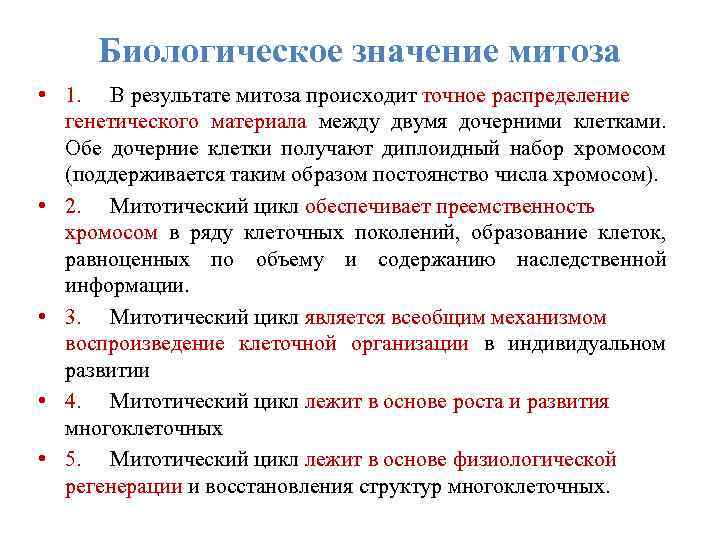 Биологическое значение митоза • 1. В результате митоза происходит точное распределение генетического материала между