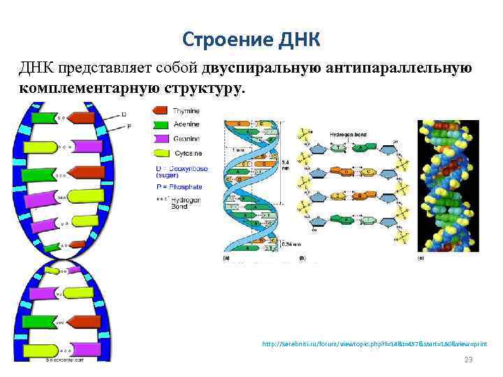 Строение ДНК представляет собой двуспиральную антипараллельную комплементарную структуру http: //serebniti. ru/forum/viewtopic. php? f=14&t=457&start=180&view=print 23