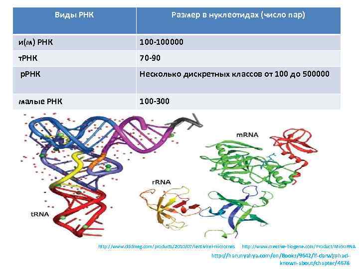 Размеры рнк. Количество нуклеотидов в РНК. Размер молекулы РНК. Р РНК размер %. Длина молекулы РНК.