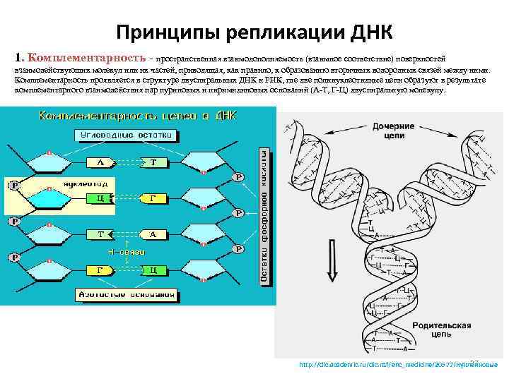Принципы репликации ДНК 1. Комплементарность - пространственная взаимодополняемость (взаимное соответствие) поверхностей взаимодействующих молекул или