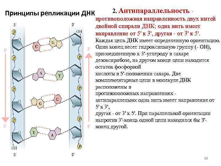 2. Антипараллельность противоположная направленность двух нитей двойной спирали ДНК; одна нить имеет направление от