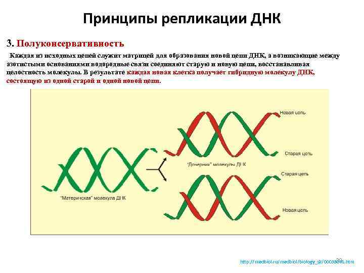 Матрица для процесса репликации. Принцип лежащий в основе репликации ДНК. Принципы репликации ДНК комплементарность. Антипараллельность репликации ДНК. Основные принципы репликации ДНК кратко.