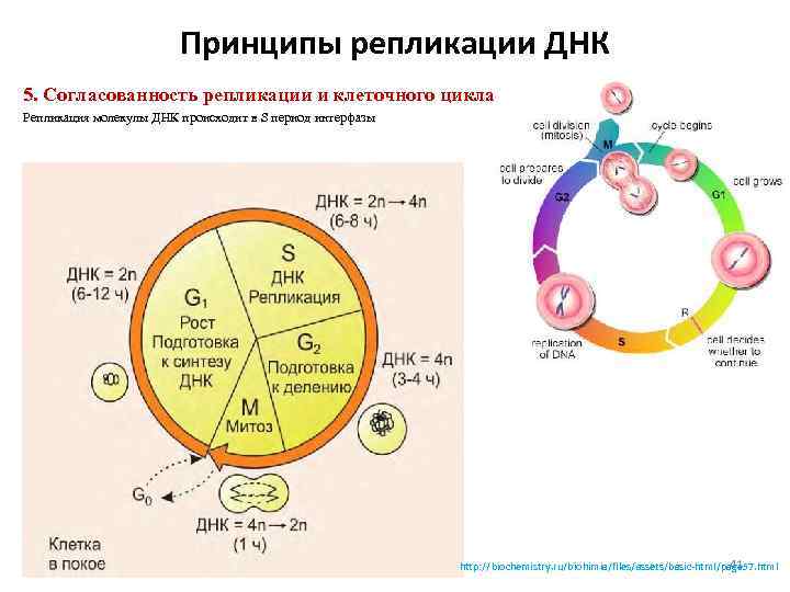 Принципы репликации ДНК 5. Согласованность репликации и клеточного цикла Репликация молекулы ДНК происходит в
