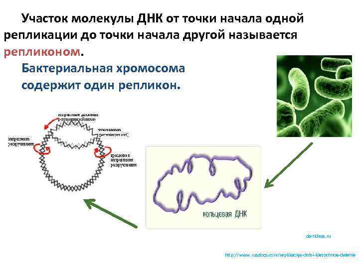 Участок молекулы днк содержит информацию. Репликация бактериальной ДНК. Репликоны точки начала репликации. Участок молекулы ДНК. Репликон биология.