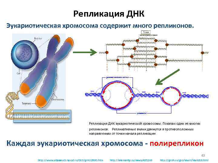 Репликация ДНК Эукариотическая хромосома содержит много репликонов. Репликация ДНК эукариотической хромосомы. Показан один из