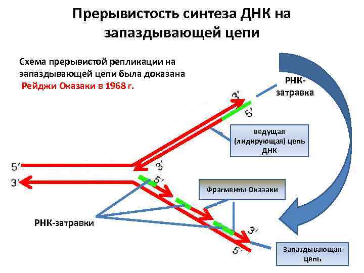 Синтезируют цепи днк. Принципы репликации ДНК прерывистость. Репликация ДНК Синтез лидирующей цепи. Репликация ДНК запаздывающая цепь. Репликация отстающей цепи ДНК.