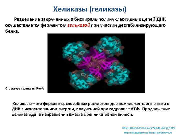 Хеликазы (геликазы) Разделение закрученных в биспираль полинуклеотидных цепей ДНК осуществляется ферментом геликазой при участии