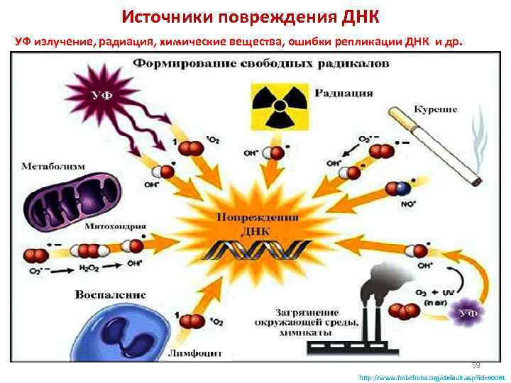  Источники повреждения ДНК УФ излучение, радиация, химические вещества, ошибки репликации ДНК и др.