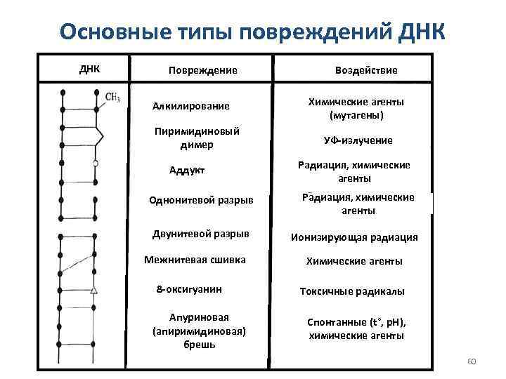 Основные типы повреждений ДНК Повреждение Алкилирование Пиримидиновый димер Аддукт Однонитевой разрыв Двунитевой разрыв Межнитевая