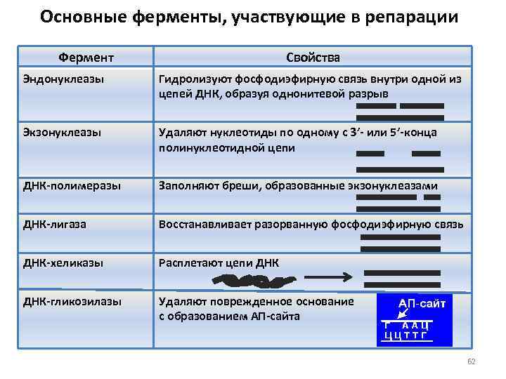 Основные ферменты, участвующие в репарации Фермент Свойства Эндонуклеазы Гидролизуют фосфодиэфирную связь внутри одной из