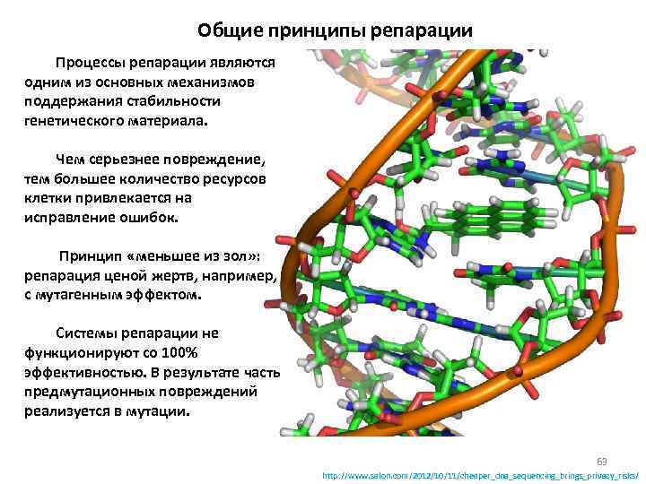 Общие принципы репарации Процессы репарации являются одним из основных механизмов поддержания стабильности генетического материала.