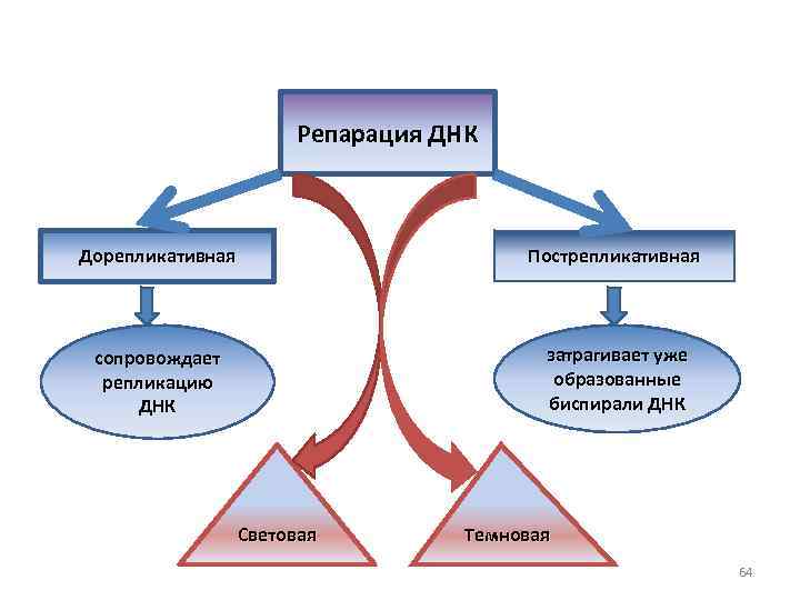 Репарация ДНК Дорепликативная Пострепликативная сопровождает репликацию ДНК затрагивает уже образованные биспирали ДНК Световая Темновая