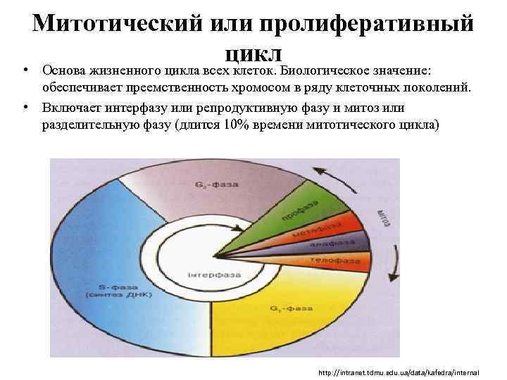 Схема митотического цикла