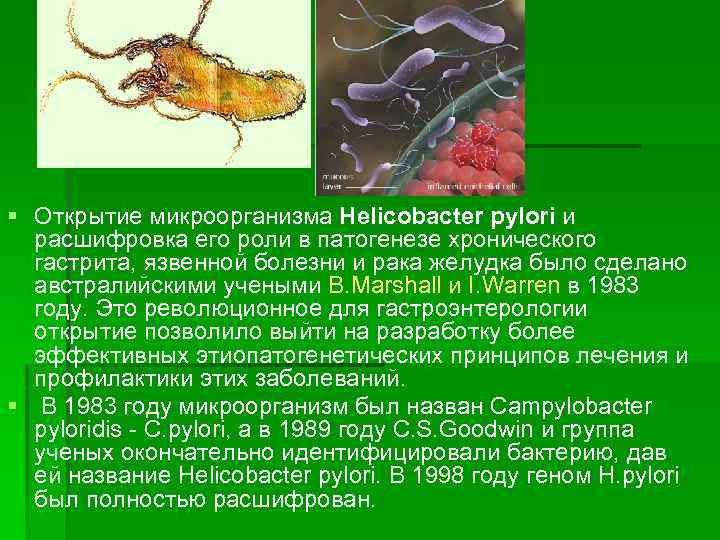 § Открытие микроорганизма Helicobacter pylori и расшифровка его роли в патогенезе хронического гастрита, язвенной