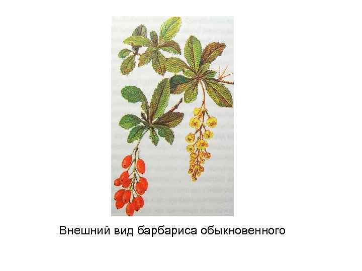 Внешний вид барбариса обыкновенного 
