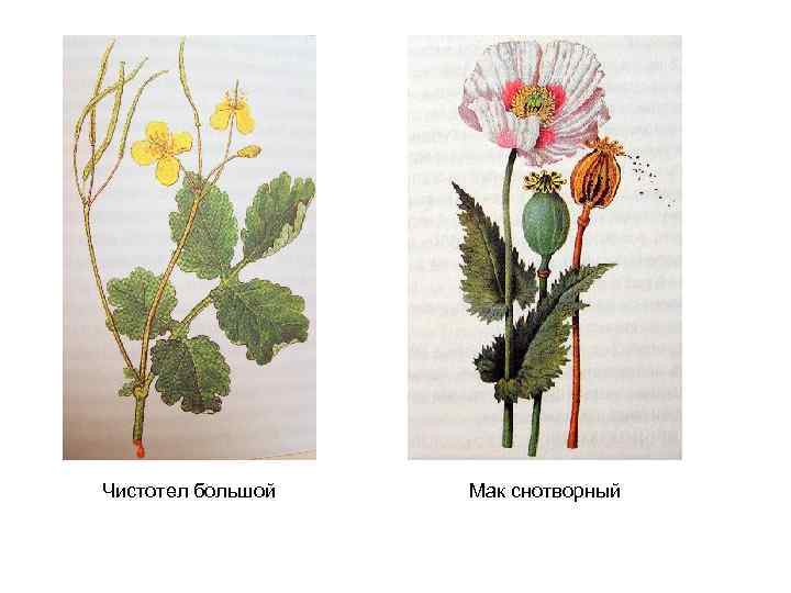 Чистотел большой Мак снотворный 