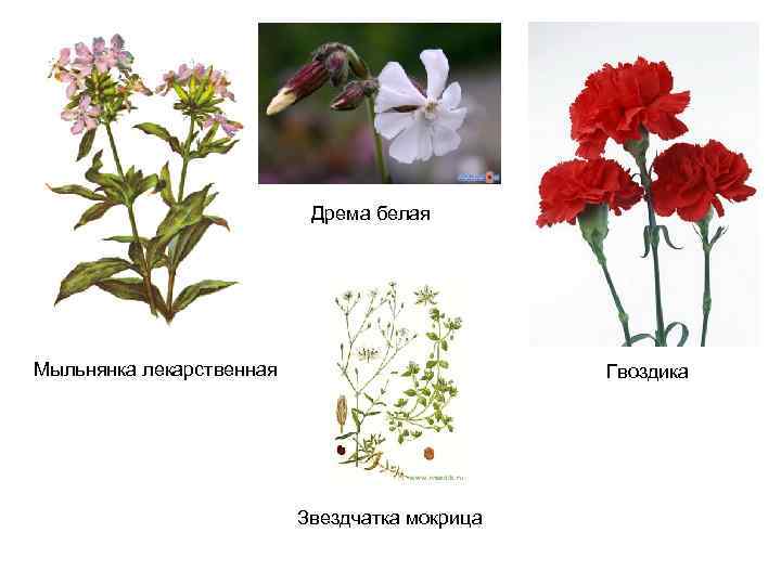 Дрема белая Мыльнянка лекарственная Гвоздика Звездчатка мокрица 