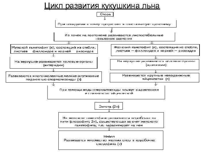 Цикл развития кукушкина льна 