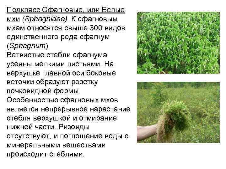 Подкласс Сфагновые, или Белые мхи (Sphagnidae). К сфагновым мхам относятся свыше 300 видов единственного