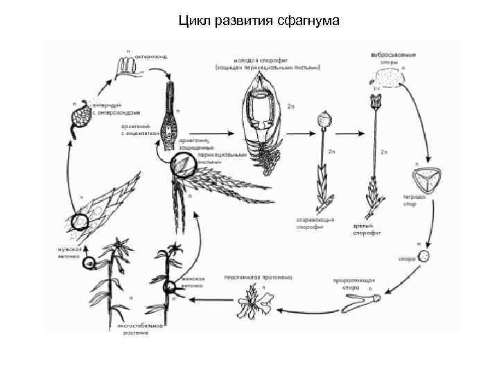 Цикл развития сфагнума 