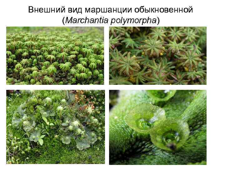 Внешний вид маршанции обыкновенной (Marchantia polymorpha) 
