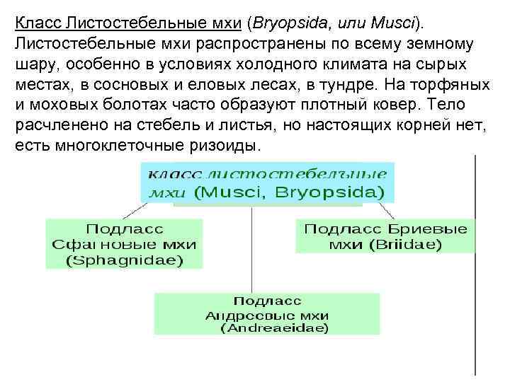 Класс Листостебельные мхи (Bryopsida, или Musci). Листостебельные мхи распространены по всему земному шару, особенно