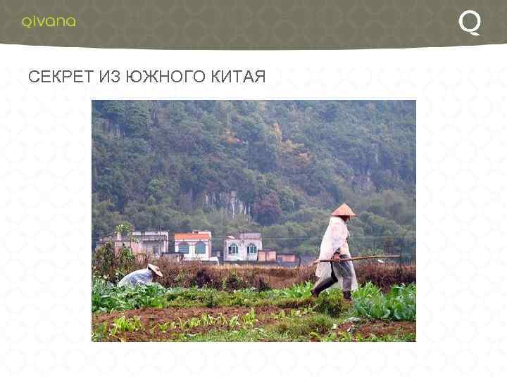 СЕКРЕТ ИЗ ЮЖНОГО КИТАЯ 