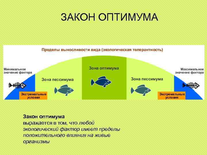 ЗАКОН ОПТИМУМА Закон оптимума выражается в том, что любой экологический фактор имеет пределы положительного