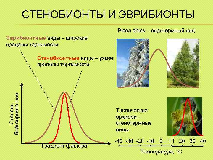 СТЕНОБИОНТЫ И ЭВРИБИОНТЫ Picea abies – эвритермный вид Эврибионтные виды – широкие пределы терпимости