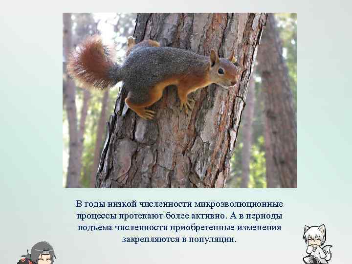 В годы низкой численности микроэволюционные процессы протекают более активно. А в периоды подъема численности