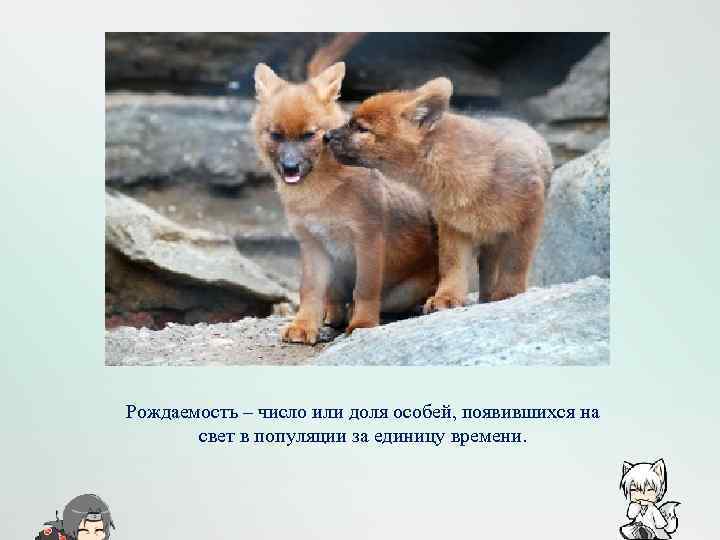 Рождаемость – число или доля особей, появившихся на свет в популяции за единицу времени.