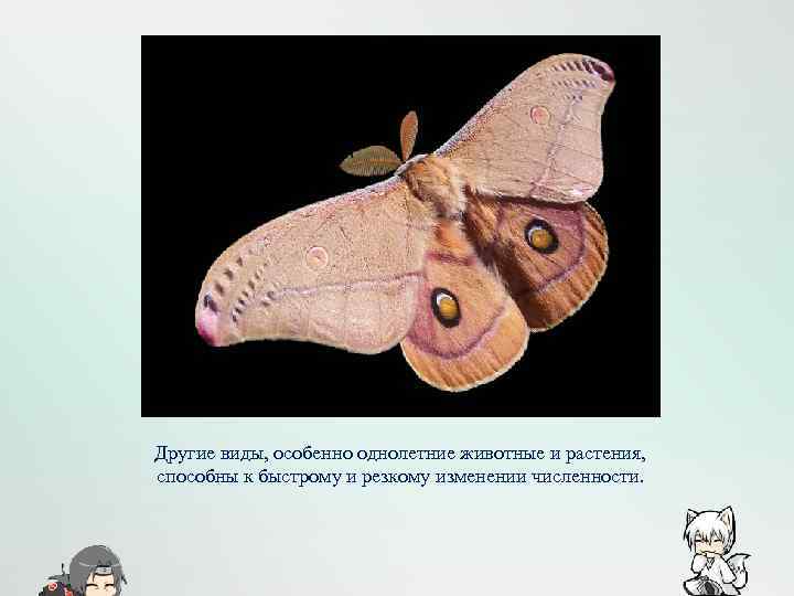 Другие виды, особенно однолетние животные и растения, способны к быстрому и резкому изменении численности.