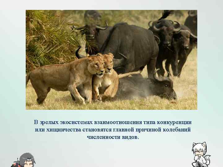 В зрелых экосистемах взаимоотношения типа конкуренции или хищничества становятся главной причиной колебаний численности видов.