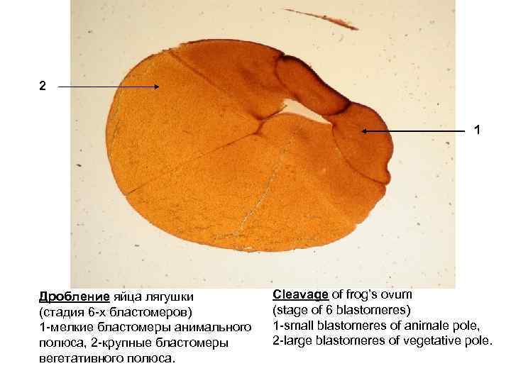 2 1 Дробление яйца лягушки (стадия 6 -х бластомеров) 1 -мелкие бластомеры анимального полюса,