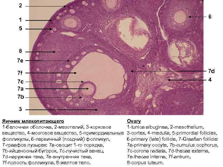 2 1 6 5 8 7 e 7 f 7 d 7 c 7