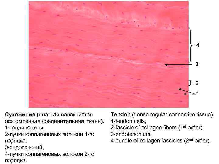 Плотная оформленная ткань сухожилия