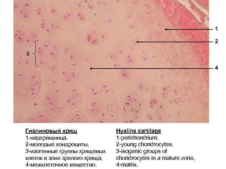 1 2 3 4 Гиалиновый хрящ 1 -надхрящница, 2 -молодые хондроциты, 3 -изогенные группы